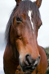 Retrato caballo 