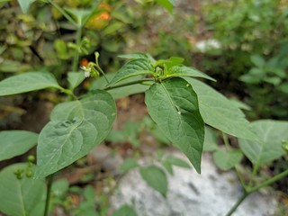 Green leaves in sunny summer day