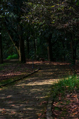 Paisaje de camino con hojas 