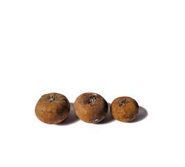 Manilkara Zapota Chicozapote on white background typical fruit of Guatemala