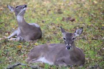 deer in the forest