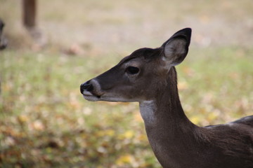 Fototapeta premium portrait of a deer