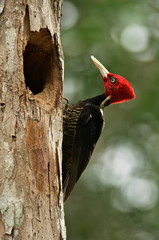 Pale-billed woodpecker (Campephilus guatamalensis) on tree next to its nest´s entrance, side view. 