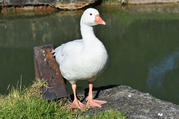 Pato 