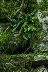 mousse et fougère sur mur de pierre