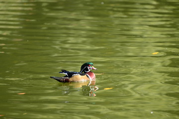 a mandarin duck  