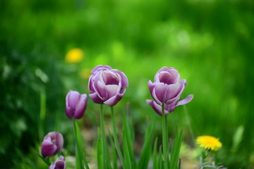 purple  tulips in the garden with dim background