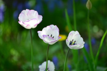 butterfly flowers with green backgrounds