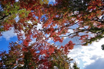 秋空をバックにきれいに色づいたモミジの紅葉