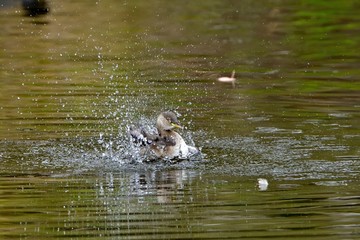 元気いっぱい水浴びをするカイツブリ