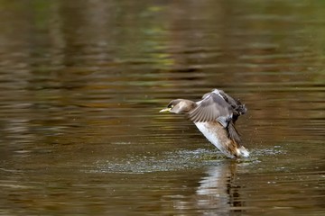 元気に羽ばたくカイツブリ