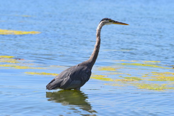 great blue heron in water