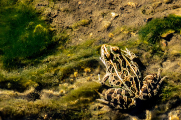 Northern Leopard Frog - Lithobates pipiens, photographed at Turtle River State Park, North Dakota. 