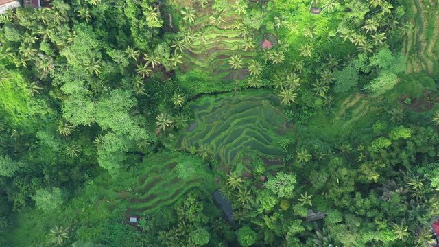 Stunning aerial view of the Tegalalang rice terrace fields during sunrise. Tegalalang rice fields are a series of rice paddies located close to Ubud, in the centre of Bali, Indonesia.	