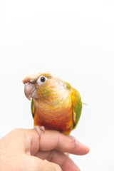 ウロコインコ、手乗り