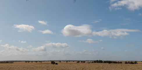 panorama of rural Australian dry grassy farm land stretching out under a cloud filled sky with native trees, good for native habitat, dotted along the horizon, Victoria, Australia