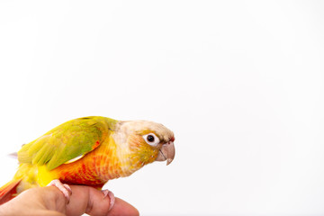 ウロコインコ、手乗り