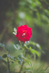 Blooming red rose flower close up, dark moody picture, soft focus, blurred background