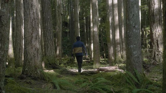 African American Male walking hiking away through lush green tall trees in forest pacific northwest slow motion