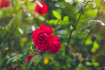 Red roses blooming in garden. Sunlight, soft selective focus, blurred background