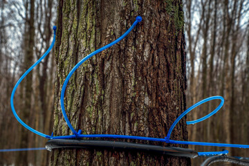Collecting maple sap in spring.