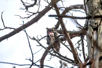 Great hornet owl, male near the nest holding in claws the rest of the caught rabbit