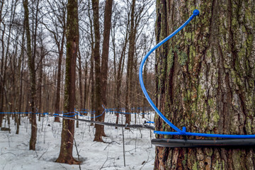 Collecting maple sap in spring.