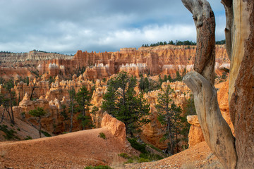 Canyon with Tree in Foreground