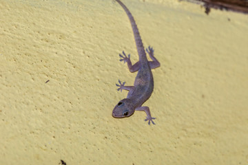 Domestic gecko eating mosquitoes on the wall