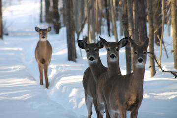 deer in winter