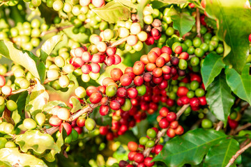 Closeup of coffee fruit in coffee farm and plantations in Brazil