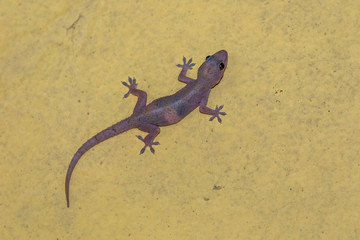 Domestic gecko eating mosquitoes on the wall
