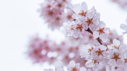 Obraz premium 桜③