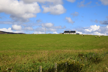 Obraz premium Orkney (Scotland), UK - August 10, 2018: A typical landscape in the Orkney islands, Orkney, Scotland, Highlands, United Kingdom