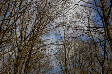 Tree under the sky in winter view from the bottom up