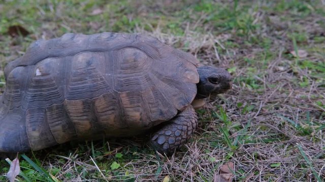 Hermann's tortoise