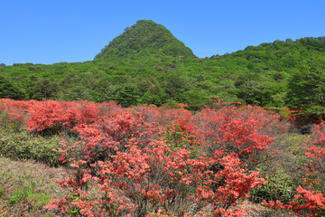 春の群馬県榛名山（相馬山）の麓のスルス峠付近から相馬山とツツジを見る