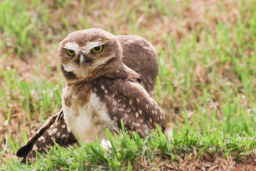 A little owl protecting the nest