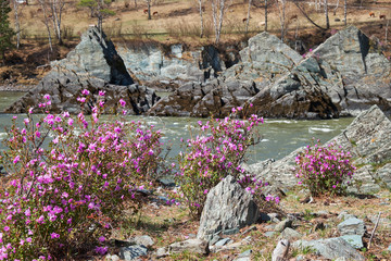 Rhododendron dauricum bushes with flowers (popular names bagulnik, maralnik) with altai river Katun and mountains on background.