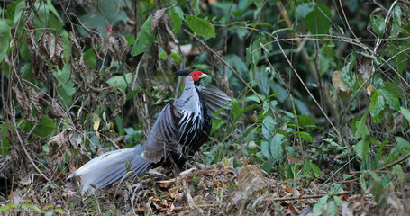 Beautiful adult male Kalij pheasant, low angle view, side shot, foraging on the ground near the foothills in the nature of national park in tropical forest, the jungle of Thailand.