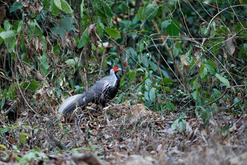 Beautiful adult male Kalij pheasant, low angle view, side shot, foraging on the ground near the foothills in the nature of national park in tropical forest, the jungle of Thailand.