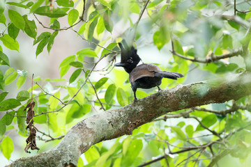  Closeup adult Crested jay, high angle view, front shot, perching on the branch in the morning in tropical moist evergreen forest, the national park in the jungle of Thailand.