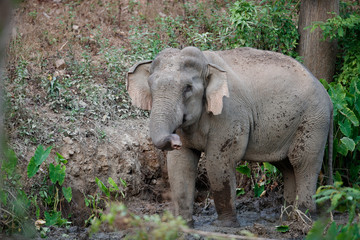Naklejka premium Asia elephant (Elephas maximus) or Asiatic elephant, angle view, side shot, playing happily in mud swamp in tropical evergreen forest on sunset, Kaeng Krachan National Park, the jungle of Thailand.