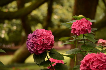Fototapeta premium Plants and Flowers