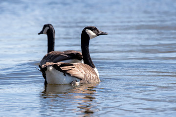 Canadian Goose 0098