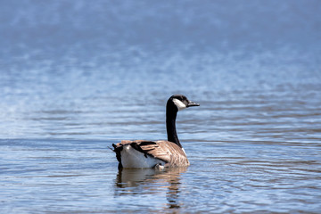 Canadian Goose 0228
