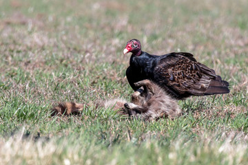 Turkey Vulture 0577