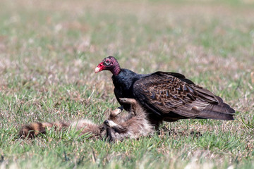 Turkey Vulture 0519