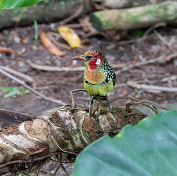 Red-and-yellow Barbet, Trachyphonus erythrocephalus, feeding on the ground  