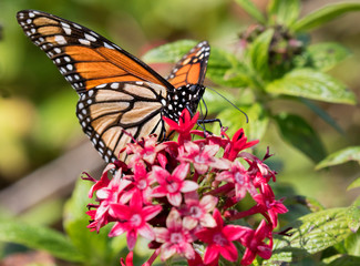 Monarch butterfly on the red flowers